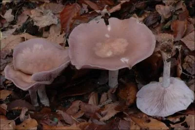 Quelle est la valeur culinaire de ce champignon ?