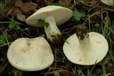 Quelle est la valeur culinaire de ce champignon ?