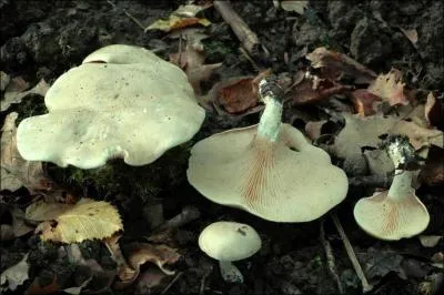 Quelle est la valeur culinaire de ce champignon ?