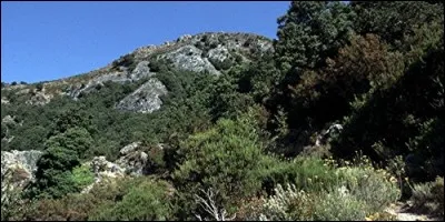 Comment appelle-t-on la végétation typique de la Corse ?