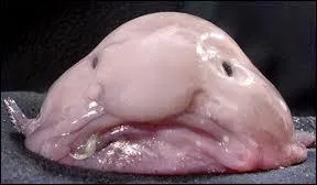 Qu'est-ce que c'est ?