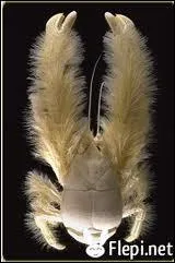 Qu'est-ce que c'est ?