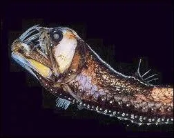 Qu'est-ce que c'est ?