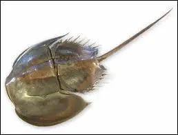 Qu'est-ce que c'est ?