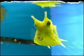 Qu'est-ce que c'est ?