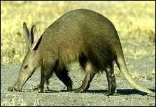 Qu'est-ce que c'est ?