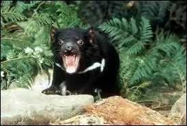 Qu'est-ce que c'est ?