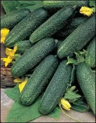 Le cornichon fin de ... .