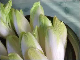 L'endive demi-htive de ... .