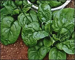 L'pinard monstrueux de ... .