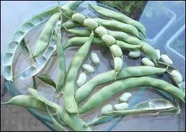 Le haricot flageolet de ... .