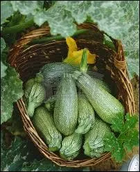 La courgette verte petite d' ... .