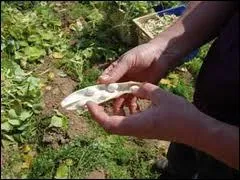 Le haricot coco de ... .