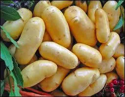 La pomme de terre belle de ... .