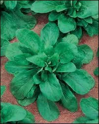 La mche verte de ... .