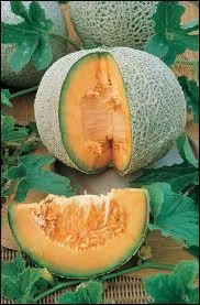 Le melon sucrin de ... .