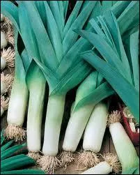 Le poireau monstrueux de ... .