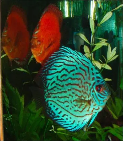 Les Discus font partis de la familles des ?