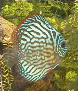 J'ai 5 Discus. Je dois donc avoir un aquarium d'environ ?