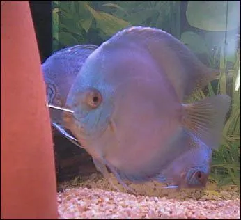 Le ph de l'eau doit-tre ?