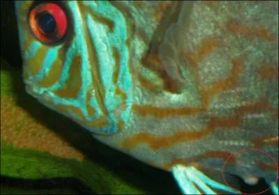 La temprature de l'eau doit-tre d'environ ?