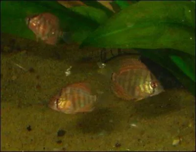 Les Discus aiment l'aquarium trs clair...