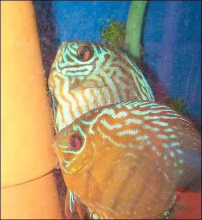 Les couleurs les plus communes chez les Discus sont :