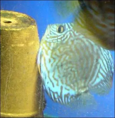 D'o viennent les Discus ?