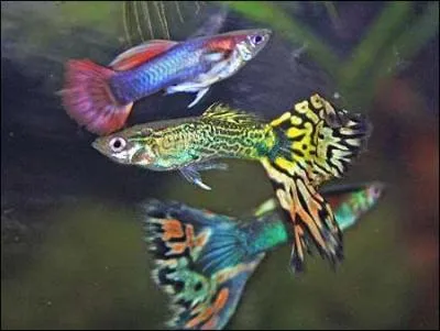 Le Guppy est plutt :