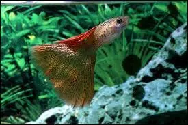Les Guppys se reproduisent difficilement :