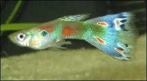 J'ai 3 mles Guppy. Il me faut donc :