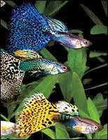 La fcondation dure combien de temps ?