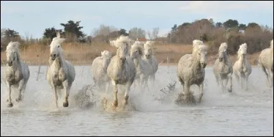 Quelle est la région française où pousse du riz et se promènent des chevaux sauvages ?