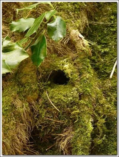 Au nombre de 6 ou 7 (rgle gnrale), nous sommes fait de mousses et brindilles et construits  +/- 1m50 du sol. Seul l'un d'entre nous servira. Le nom de notre constructeur fait penser aux cavernes.