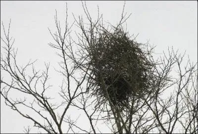 Le nid de cet oiseau est une coupe de boue tapisse d'herbe, radicelles, poils et autres chiffons,  l'intrieur d'une grande et solide structure faite de brindilles et branches en forme de ballon.