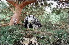 Je suis confectionn avec des rameaux frais portant encore des feuilles et situ trs haut dans les arbres. Mes propritaires mangent des gupes.