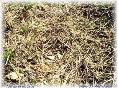 Je suis cre  mme le sol, une simple cuvette parfois tapisse de brindilles, camoufle dans les hautes herbes ou les crales. Mes propritaires sont classs 'gibier' par les chasseurs.