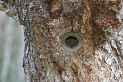 Simple trou d'arbre, souvent une ancienne loge de pic, le nid de cette espce voit son entre maonne de boue afin d'en rduire le diamtre.