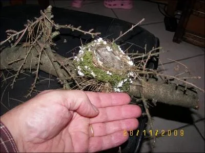 Je suis en forme de hamac, suis fait de mousses, brindilles, toiles d'araignes et suis construit sur les branches extrieures des conifres. Mon propritaire est l'un des plus petits oiseaux d'europe.