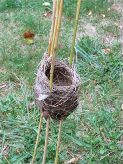 En forme de bol, je suis confectionn de faon complexe. Solidement accroch aux roseaux, je ne risque rien face aux temptes. Mon crateur est un oiseau typique des bords d'tang, des marais, des lacs.