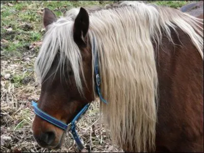 'Avoir les oreilles dans le crin' signifie :