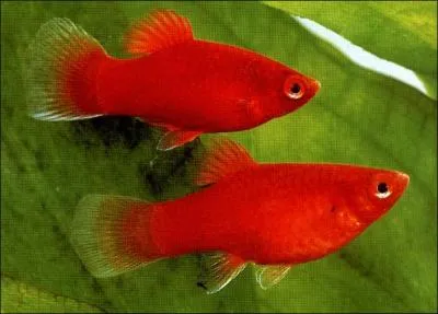 Un Platy vient d'arriver dans un aquarium. Quelle va tre sa premire activit ?