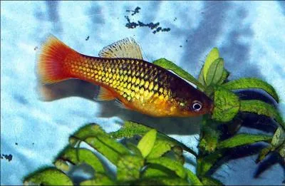 Pour un Platy, la temprature doit tre d'environ ?