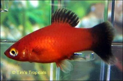 Le nombre d'alevins par porte est de ?