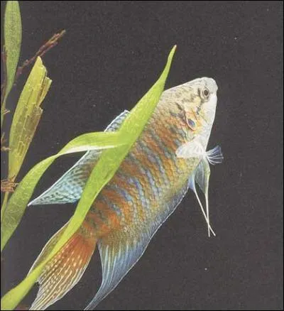 Les poissons paradis sont plutt :