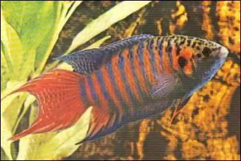 Les poissons paradis sont :