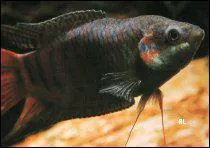 Lors de l'accouplement, le mle :