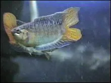 Le poisson paradis est originaire :