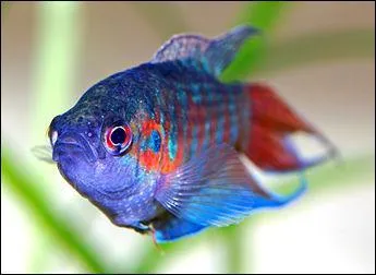 Lequel est le plus color et a les plus grandes nageoires ?