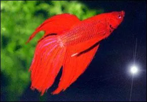Les couleurs principales du Betta Splendens sont :